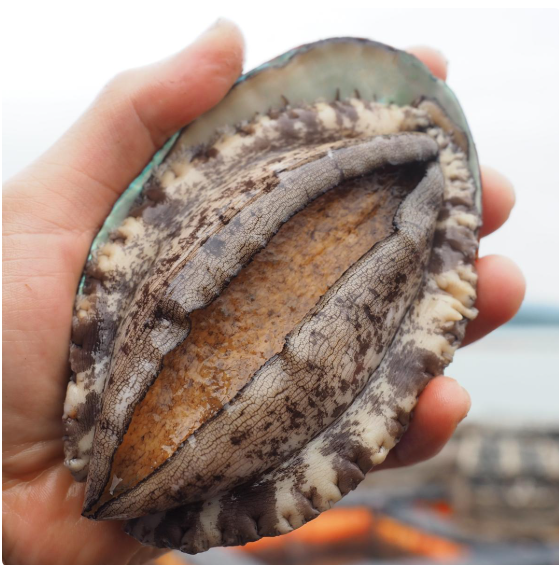 고향사랑기부제, 고향사랑기부, 세액공제, 답례품, 전복손질법, 전복고르는법, 활전복, 진도전복, 전라남도진도군, 위기브