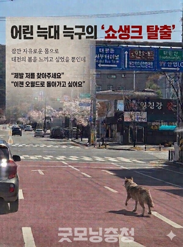 늑구, 대전오월드, 성심당, 성심당상품권, 고향사랑기부제, 위기브, 답례품, 답례품추천