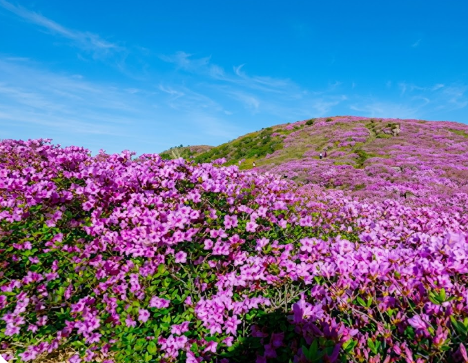 보성 철쭉 명소